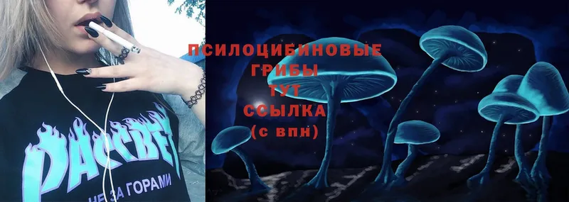 Галлюциногенные грибы Psilocybe  Мышкин 